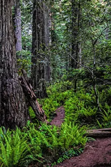 Crescent City Prints: California, Crescent City, Damnation Creek Trail