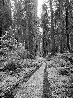 Images Dated 25th January 2024: California, del Norte Coast Redwoods State Park
