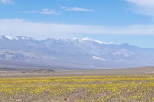 Images Dated 30th March 2010: California. Desert Dandelion (Malacothrix californica), Death Valley National Park