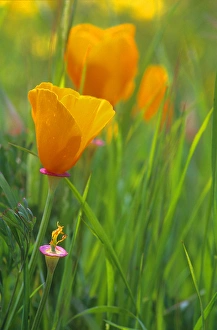 California golden poppies in a green field