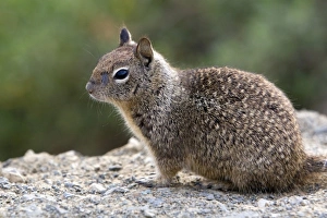 Rodent Prints: California Ground Squirrel in Southern California, USA