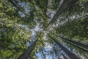 Prints of California, Humboldt Redwoods State Park, Bernard Willet and Mary Willet Grove, Coast Redwood Trees (Sequoia sempervirens) Images Dated 2020 March: California, Humboldt Redwoods State Park, Bernard Willet and Mary Willet Grove