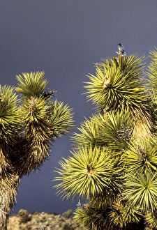 Images Dated 3rd February 2010: California: Joshua Tree National Monument, Black Rock Canyon, Mohave Desert, Scrub Jay