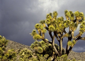 Images Dated 3rd February 2010: California: Joshua Tree National Monument, Black Rock Canyon, Mohave Desert, Joshua Trees