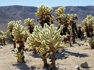 Images Dated 25th January 2024: California, Joshua Tree National Park