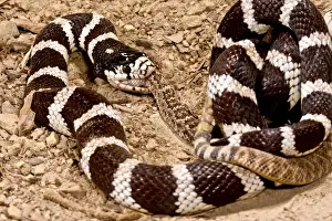 Images Dated 20th July 2009: California Kingsnake eating Western Diamondback Rattler
