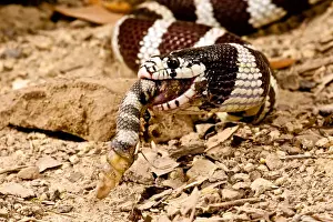 Images Dated 20th July 2009: California Kingsnake eating Western Diamondback Rattler