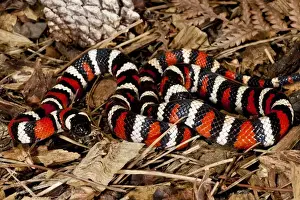 Vertebrate Prints: California Mountain Kingsnake Lampropeltis zonata Native to California