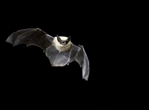 California Myotis, Myotis californicus, flying at night in Arizona, USA