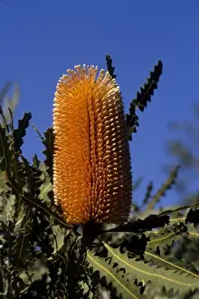Images Dated 10th November 2008: California: Ojal, Taft Ranch, ICEC ( Banksia Ashbyi )