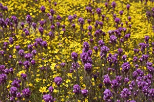 Prints of California. Owls clover and a variety of yellow flowers fill a meadow in Carrizo Plain National Monument Images Dated 2020 February: California. Owls clover and a variety of yellow flowers fill a meadow in Carrizo