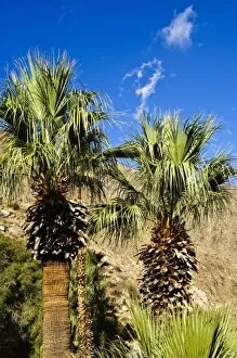 California, Palm Springs. Desert palms