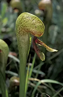 Images Dated 2004 February: California pitcher plant (Darlingtonia californica)