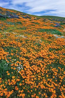 State Flower Prints: California Poppies, Antelope Valley, California, USA