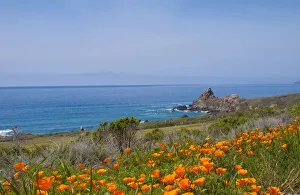 California Poppies, Big Sur, California, USA