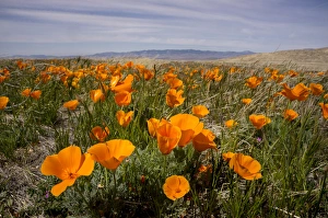 Images Dated 23rd March 2012: California poppies in bloom, Lancaster, California