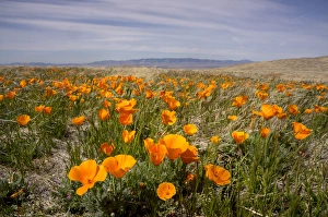 Images Dated 23rd March 2012: California poppies in bloom, Lancaster, California
