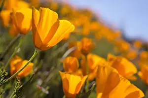 Images Dated 17th April 2012: California Poppies, California Central Coast near Paso Robles