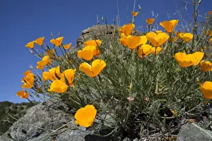 Images Dated 19th April 2012: California Poppies, California Central Coast near Paso Robles