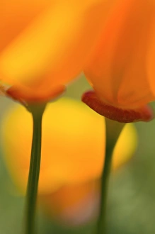 Images Dated 30th April 2010: California Poppies (Eschscholzia californica), Antelope Valley, California