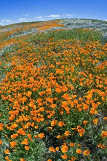 Glow Prints: California Poppies (Eschscholzia californica), Antelope Valley, California USA