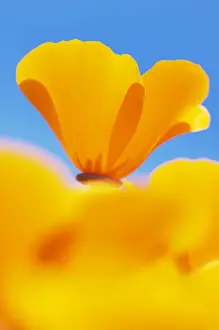 California poppies, Eschscholzia californica californica, San Simeon State Park