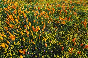 State Flower Prints: California Poppies and Goldfield, Antelope Valley, California, USA