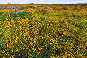 Poppy Prints: California Poppies and Goldfield, Antelope Valley, California, USA