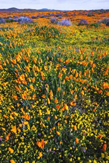 Images Dated 23rd July 2019: California Poppies and Goldfield, Antelope Valley, California, USA