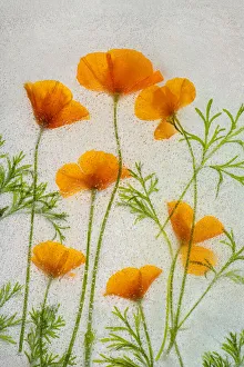 California poppies in ice