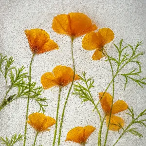 Images Dated 4th December 2021: California poppies in ice