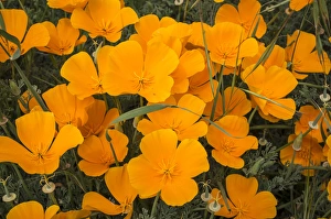 Los Osos Prints: California poppies in Montana de Oro State Park, Los Osos, California Central Coast