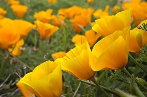 Images Dated 21st April 2012: California poppies in Montana de Oro State Park, Los Osos, California Central Coast