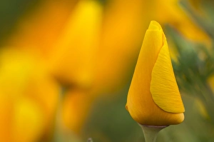 Images Dated 21st April 2012: California poppies in Montana de Oro State Park, Los Osos, California Central Coast