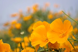 Images Dated 21st April 2012: California Poppies, Montana de Oro State Park, California Central Coast, Los Osos