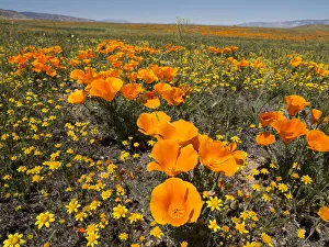 State Flower Prints: California poppy, Antelope Valley California Poppy Reserve State Natural Reserve