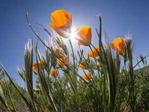 Images Dated 20th May 2021: California poppy, Antelope Valley California Poppy Reserve State Natural Reserve
