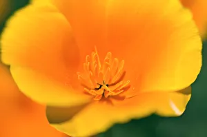 Glow Prints: California Poppy detail (Eschscholzia californica), Antelope Valley, California USA