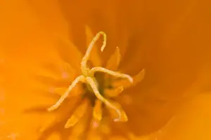 Land Plants Prints: California poppy, Eschscholzia californica californica, San Simeon State Park, California