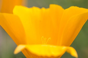 Los Osos Prints: California poppy with stamens, Montana de Oro State Park, California Central Coast