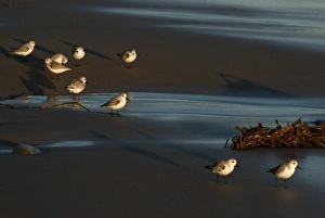 California, Santa Barbara, Montecito, Butterfly Beach, Sanderlings
