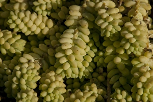 Plant Life Prints: California: Santa Barbara, succulent plant