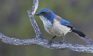 California scrub jay