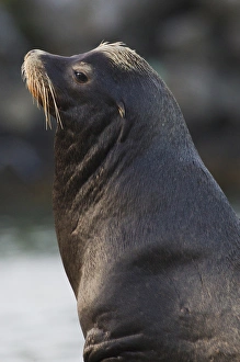 Sea Lion Prints: California Sea Lion
