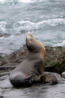San Diego Prints: California sea lion La Jolla, California