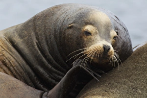 Ken Archer Prints: California Sea Lion Resting