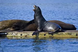 California Sea Lions rest on a dock in northern California