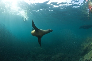 Snorkeling Prints: California Sea Lions (Zalophus californianus)