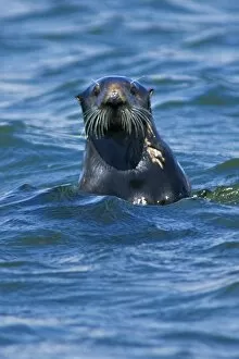Images Dated 9th April 2008: California Sea Otter (Enhydra lutris) portrait - Moss Landing, California