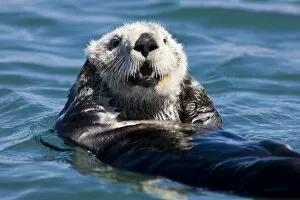 Images Dated 9th April 2008: California Sea Otter (Enhydra lutris) grooms its fur - Moss Landing, California
